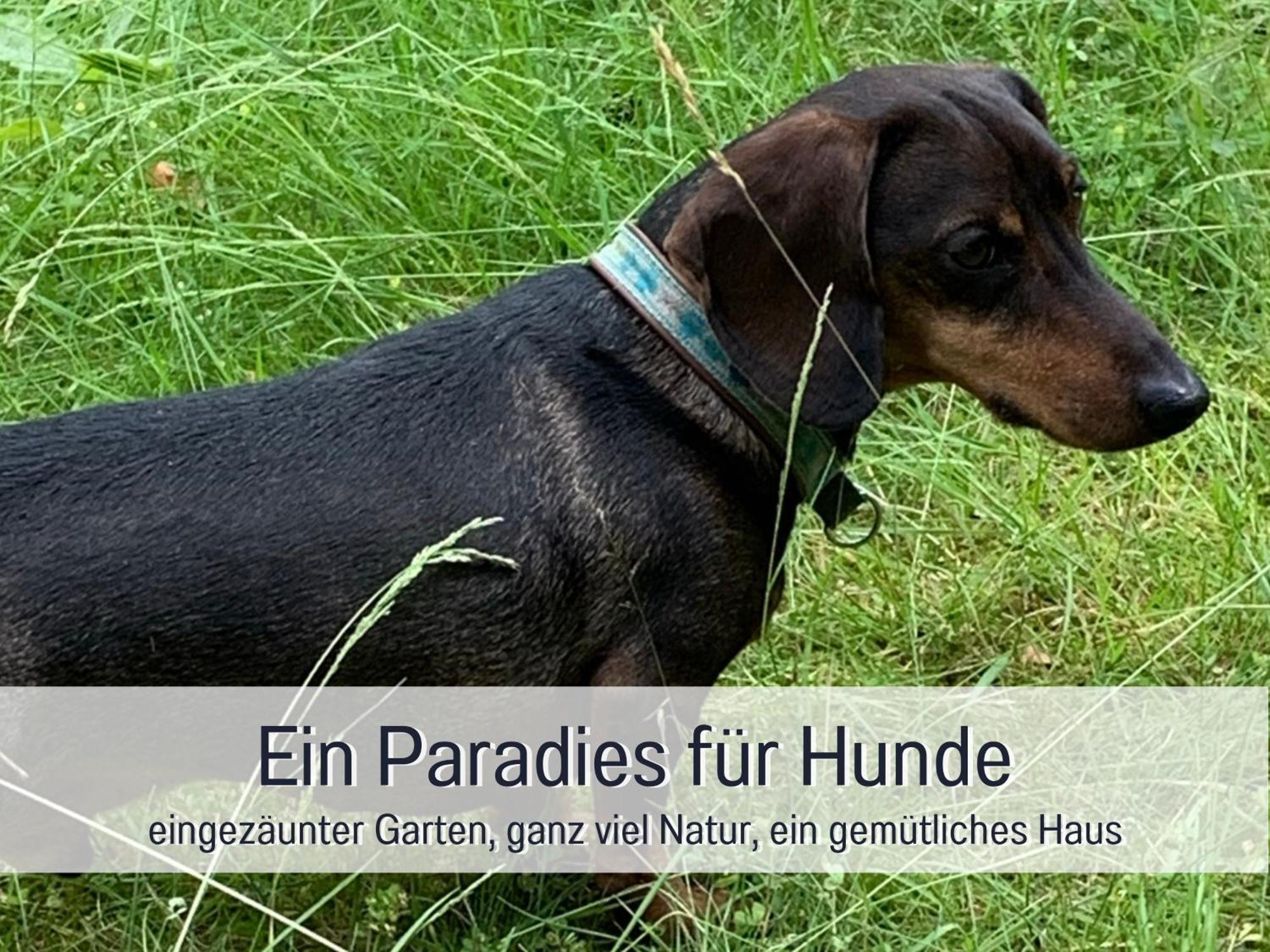 Ferienhaus Dackelglueck Schmallenberg Zewnętrze zdjęcie